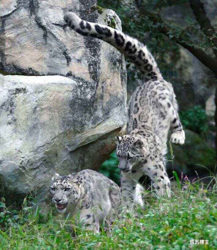 竞技宝-洞庭暴熊队对阵雪域雪豹队，斯诺克小组赛读秒绝平，门将神扑救主——赛季拐点或已出现的简单介绍